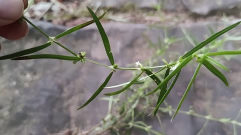 白花蛇舌白花蛇舌草