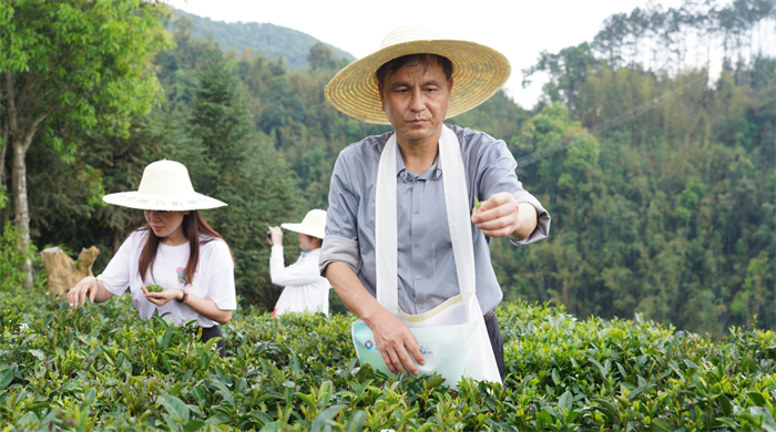 六口茶简谱六口茶