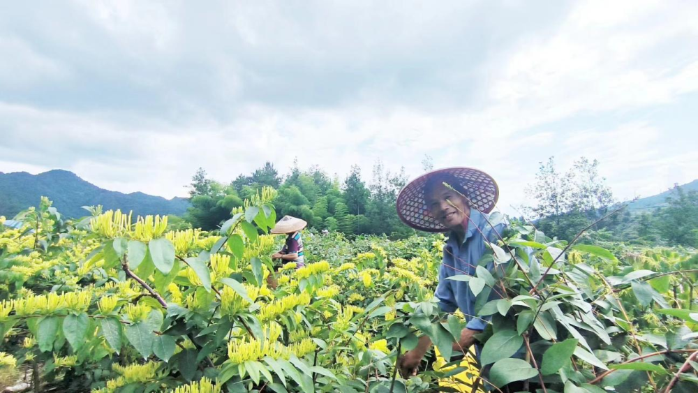 金银花种植技术与栽培管理除草剂,金银花种植技术与栽培管理除草剂配方