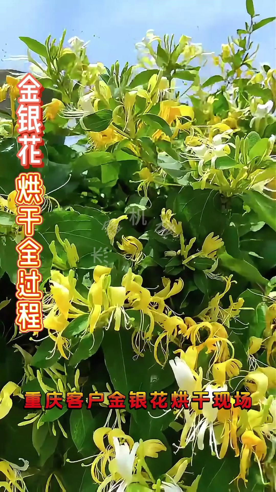 微波炉烘金银花怎么烘干,微波炉烘金银花怎么烘干好