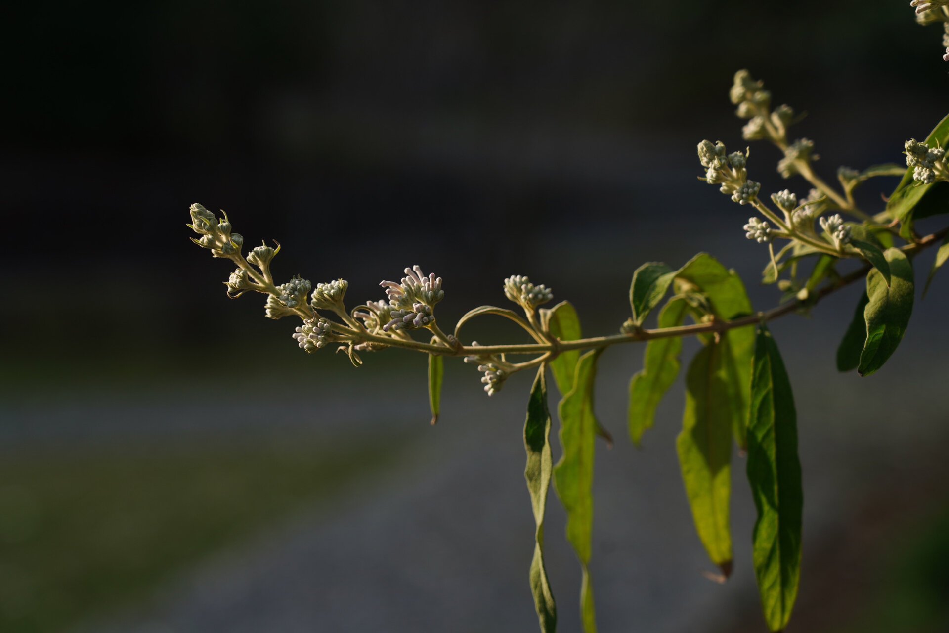 密蒙花,密蒙花的功效作用与主治