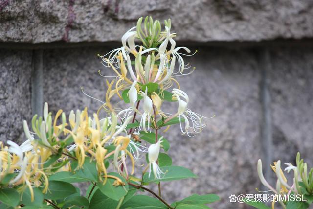 金银花长什么样金银花长什么样子是树还是藤的