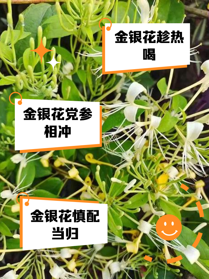 关于金银花的花朵为什么会变色为了什么会变色的信息