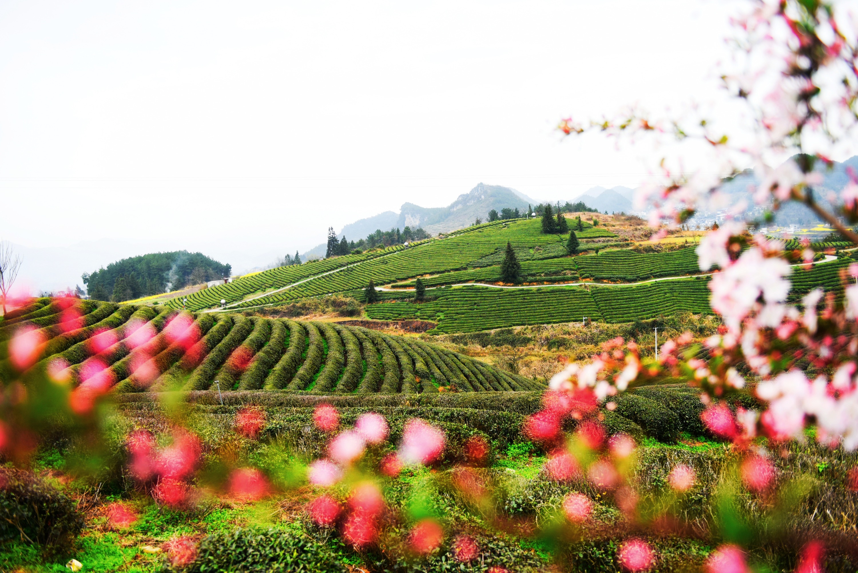 石阡苔茶,石阡苔茶是绿茶吗