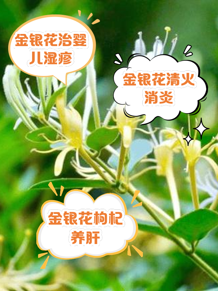 金银花的功效与作用主要治什么病,金银花的功效与作用主要治什么病症