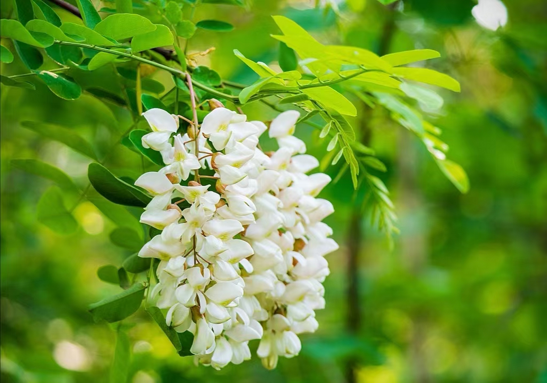 槐花煮水治痔疮槐花