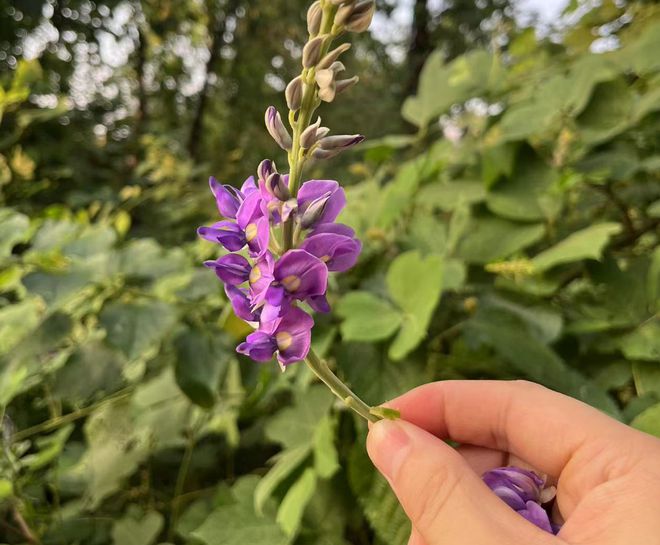 葛花,葛花的作用与功效