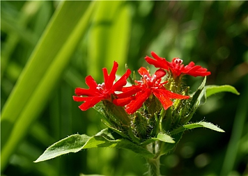 红色金银花图片红色金银花图片大全