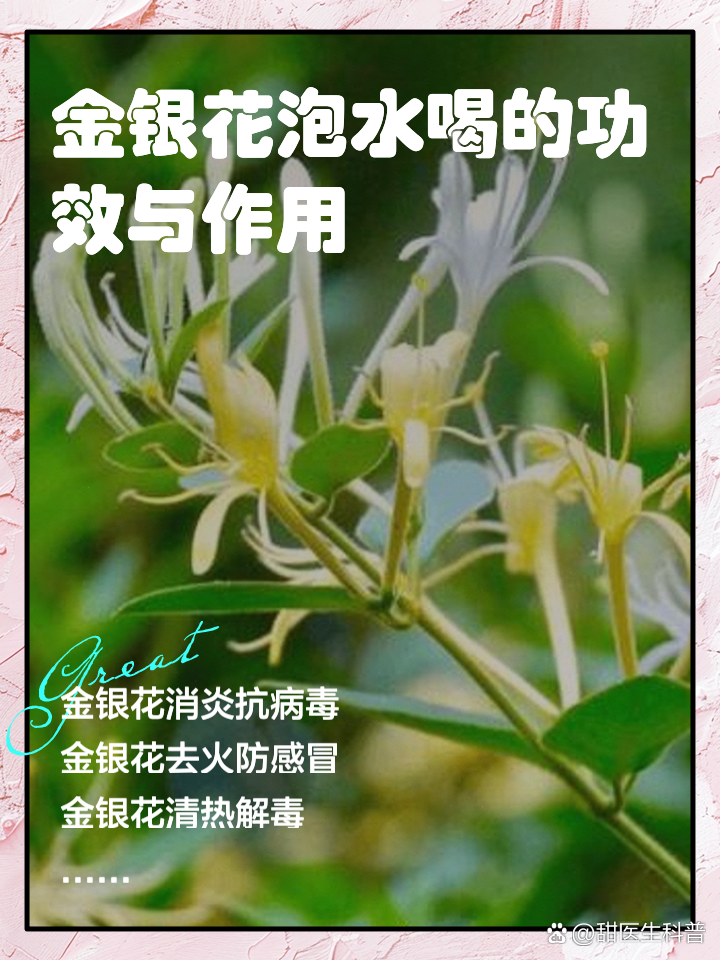 金银花可以天天泡水喝吗?,金银花喝了有什么好处和功效