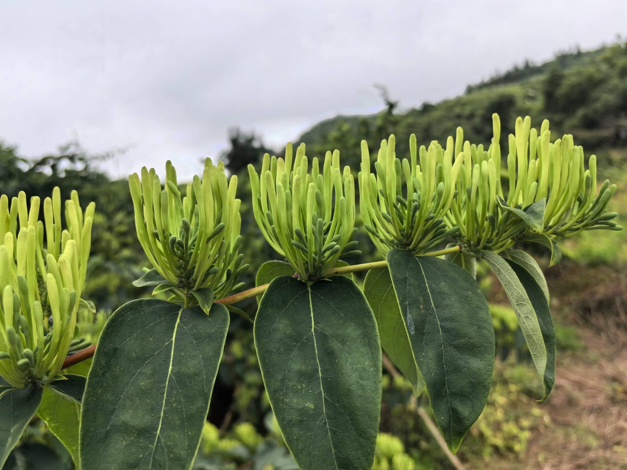 金银花的移栽技术金银花的移栽时间和方法