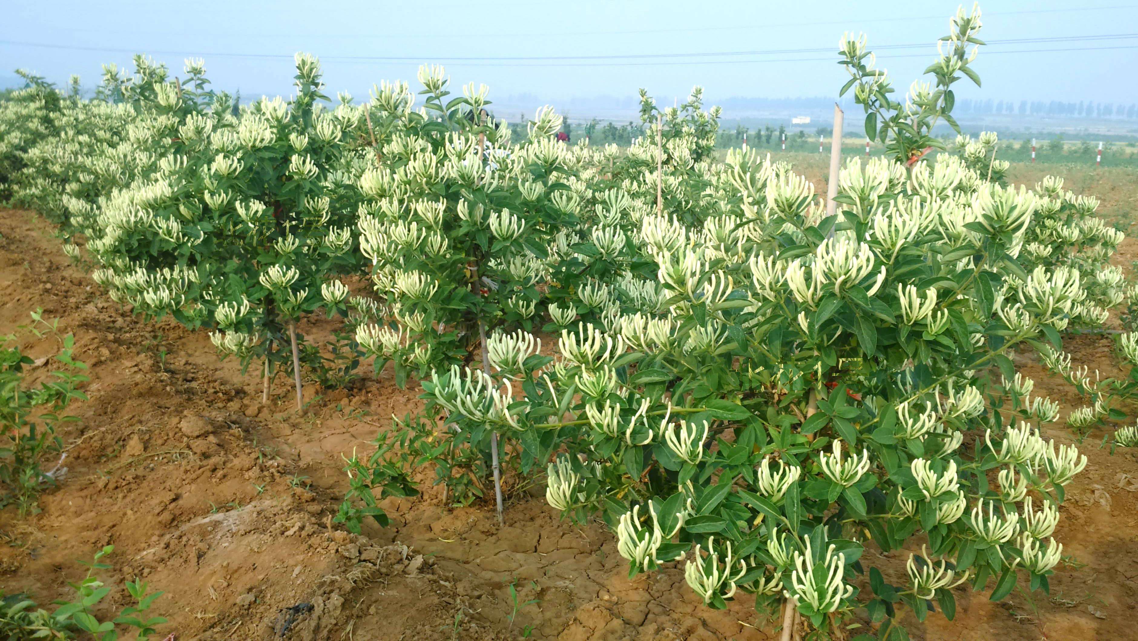 金银花什么时候种植时机最佳亼金银花什么季节种植