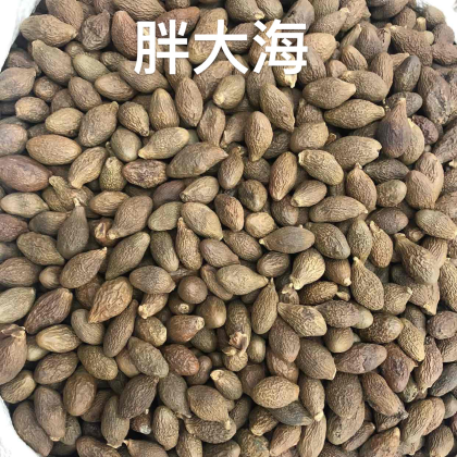 胖大海多少钱1g胖大海价格