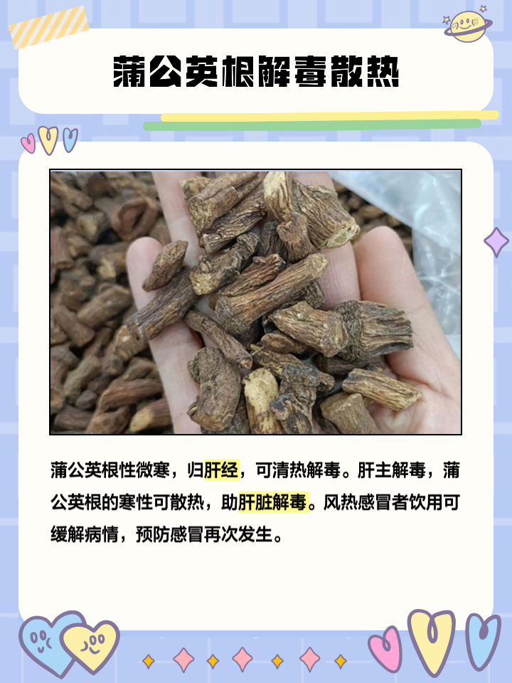 蒲公英起什么作用和功效,蒲公英根的功效与主治