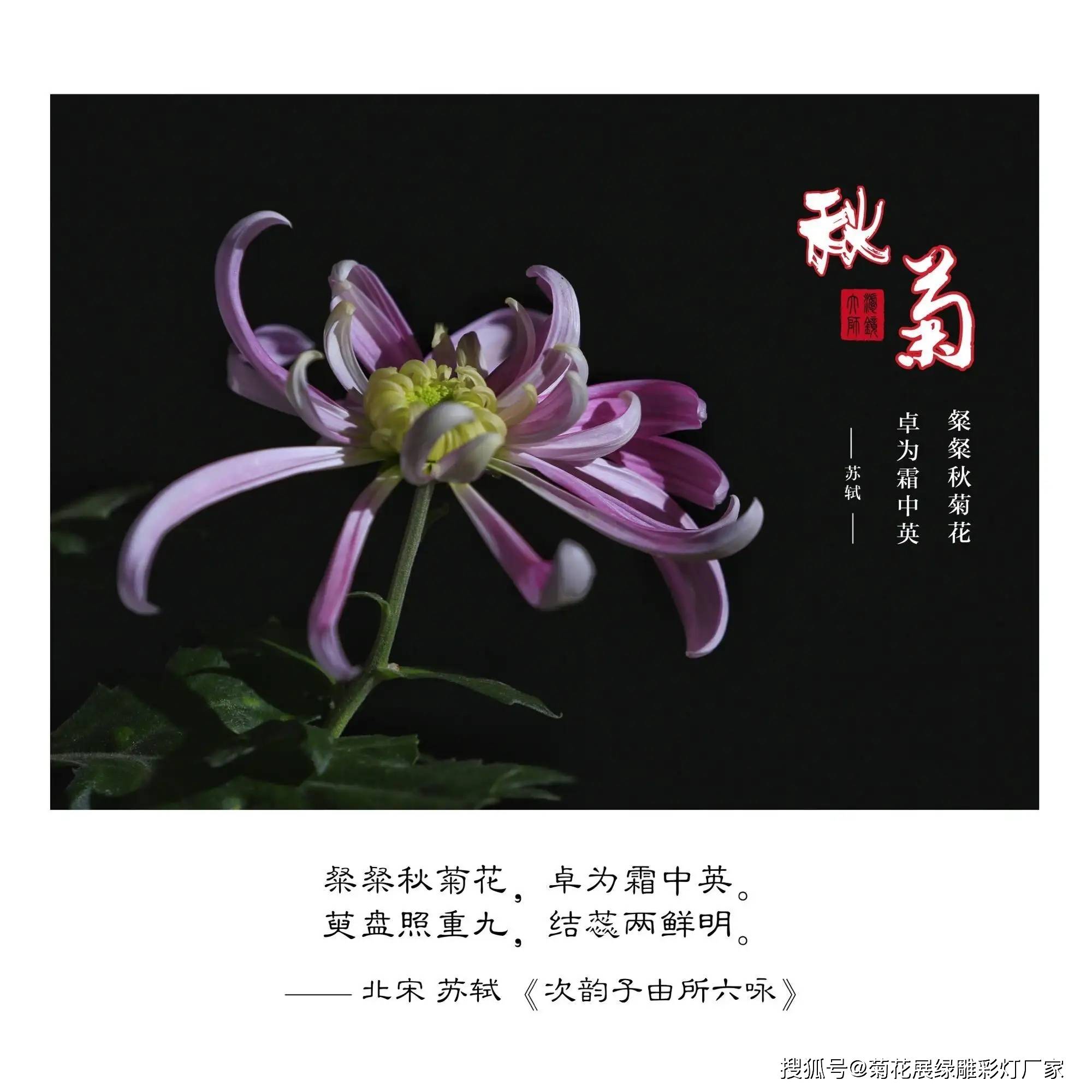 菊花的拼音声调是几声,菊花的拼音