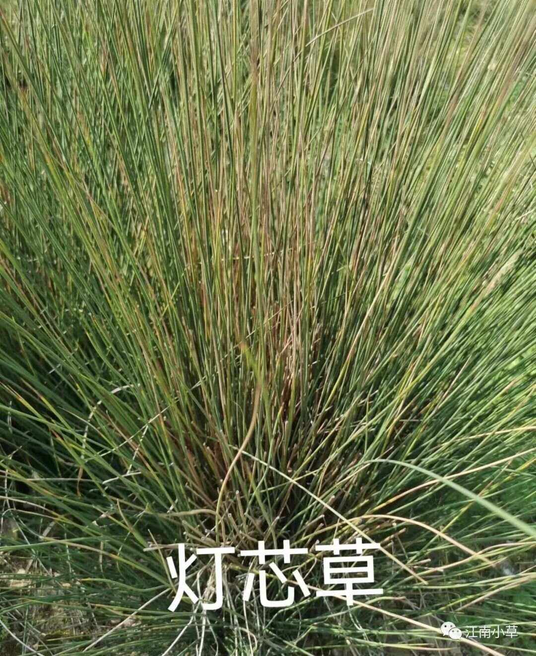 灯心草灯心草治什么病最有效