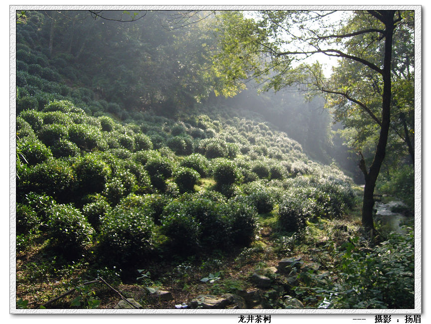 龙井问茶,龙井问茶在哪里