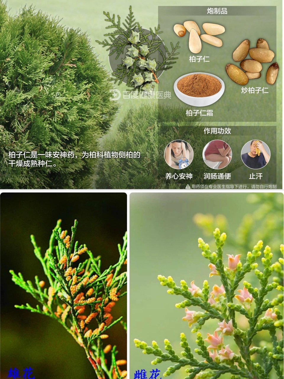 柏子仁的副作用太大了,柏子仁的功效与作用