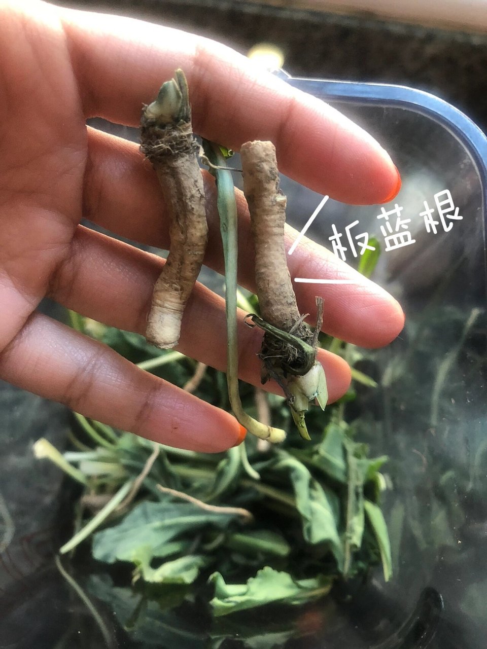 菘蓝的功效与作用,菘蓝的功效与作用点