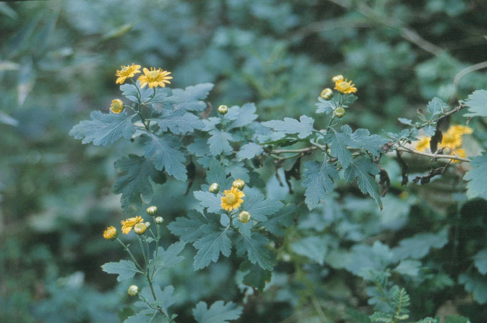 野菊花有什么功能和疗效野菊花