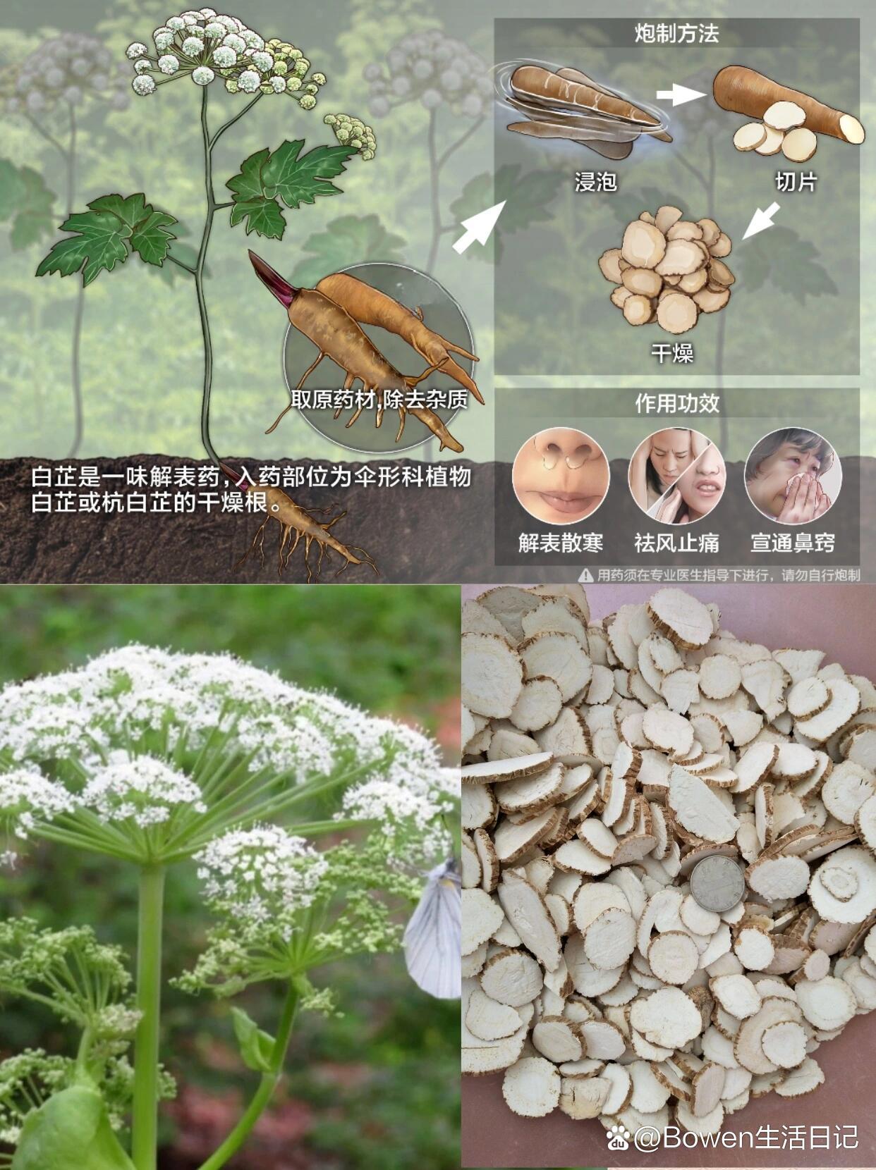 茯苓白芷的功效与作用茯苓白芷是什么