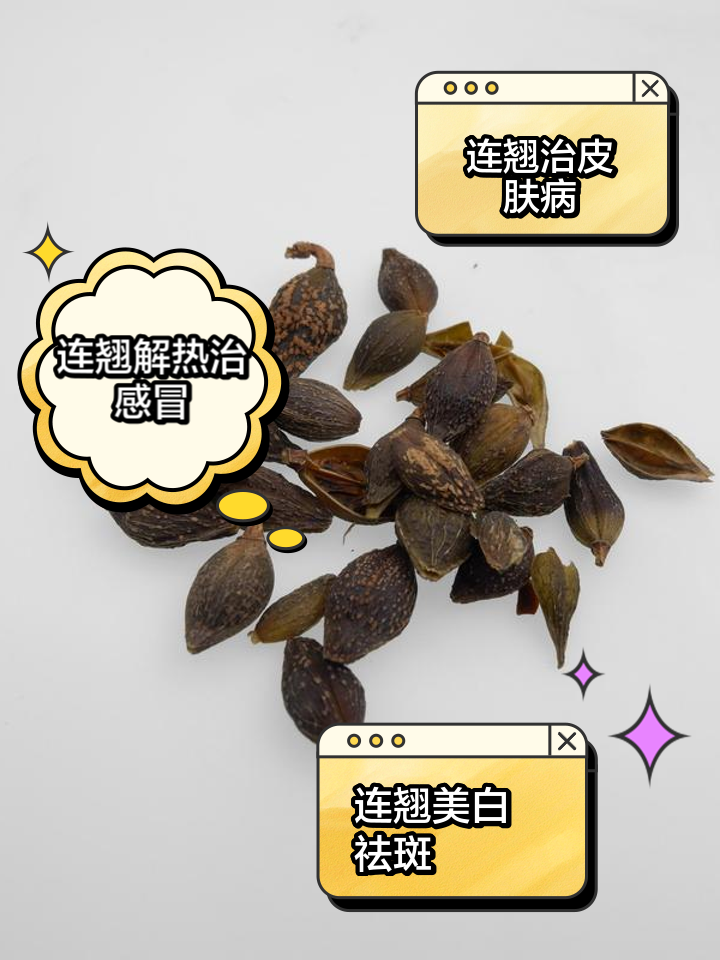 连翘的功效与作用连翘的功效与作用主要用叶还是花果