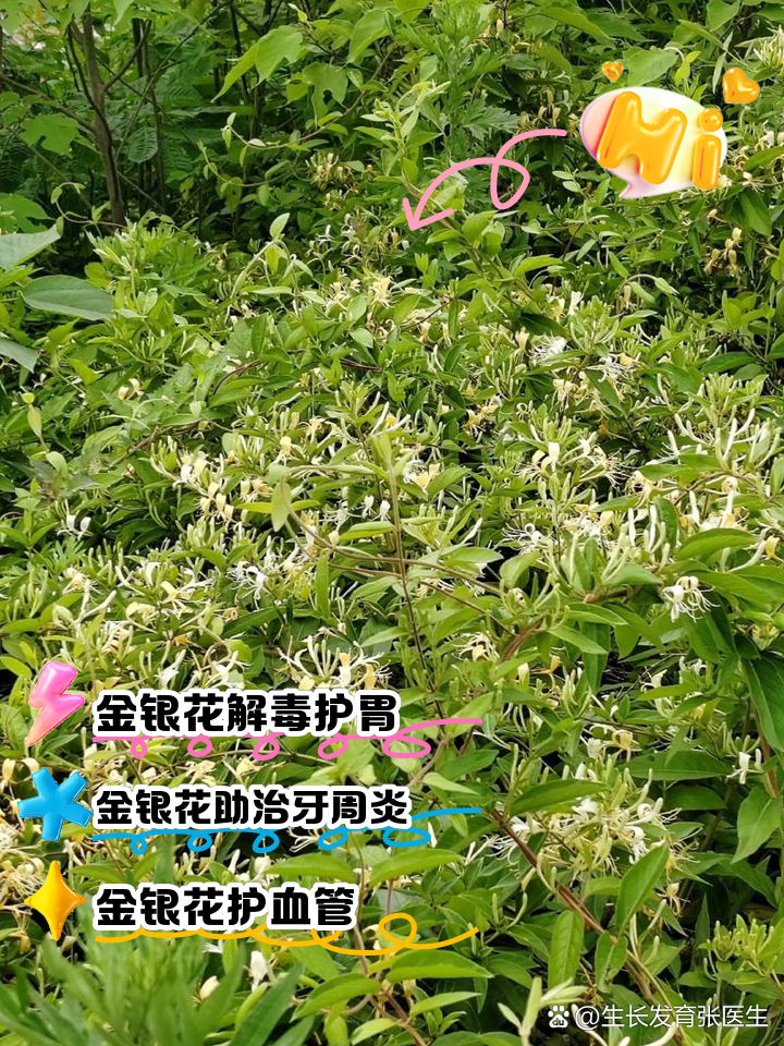 金银花的药效功效和作用是什么金银花的功效与作用金锒花的药用价值