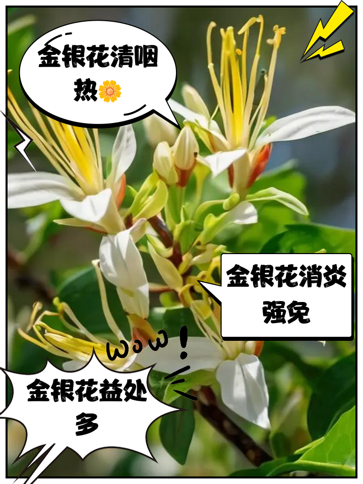 金银花的药效功效和作用是什么金银花的功效与作用金锒花的药用价值