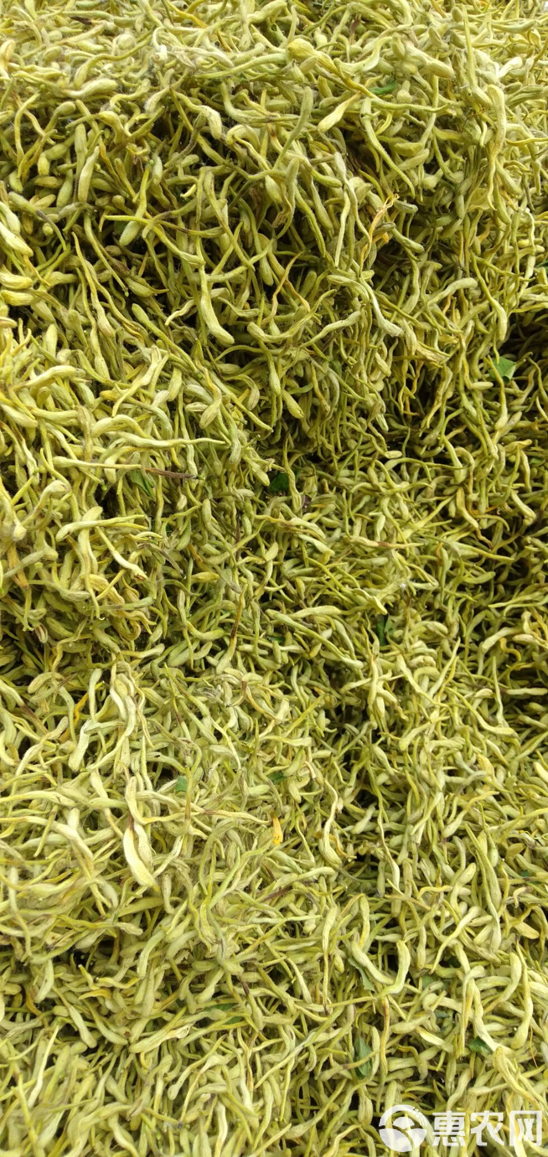 金银花现在最新价格,金银花最新价格表