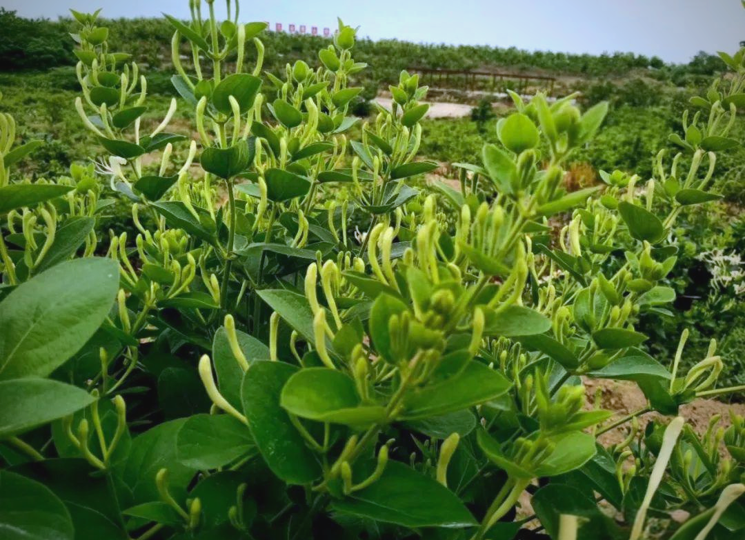 金银花种植技术及亩收益,金银花种植技术详细资料
