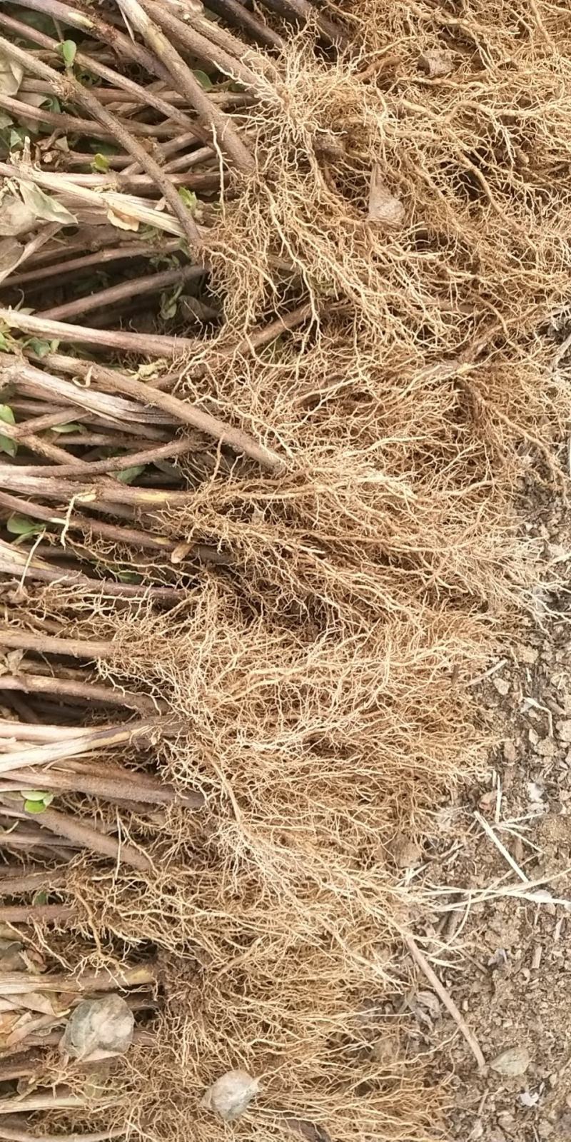 金银花种植技术及亩收益,金银花种植技术详细资料