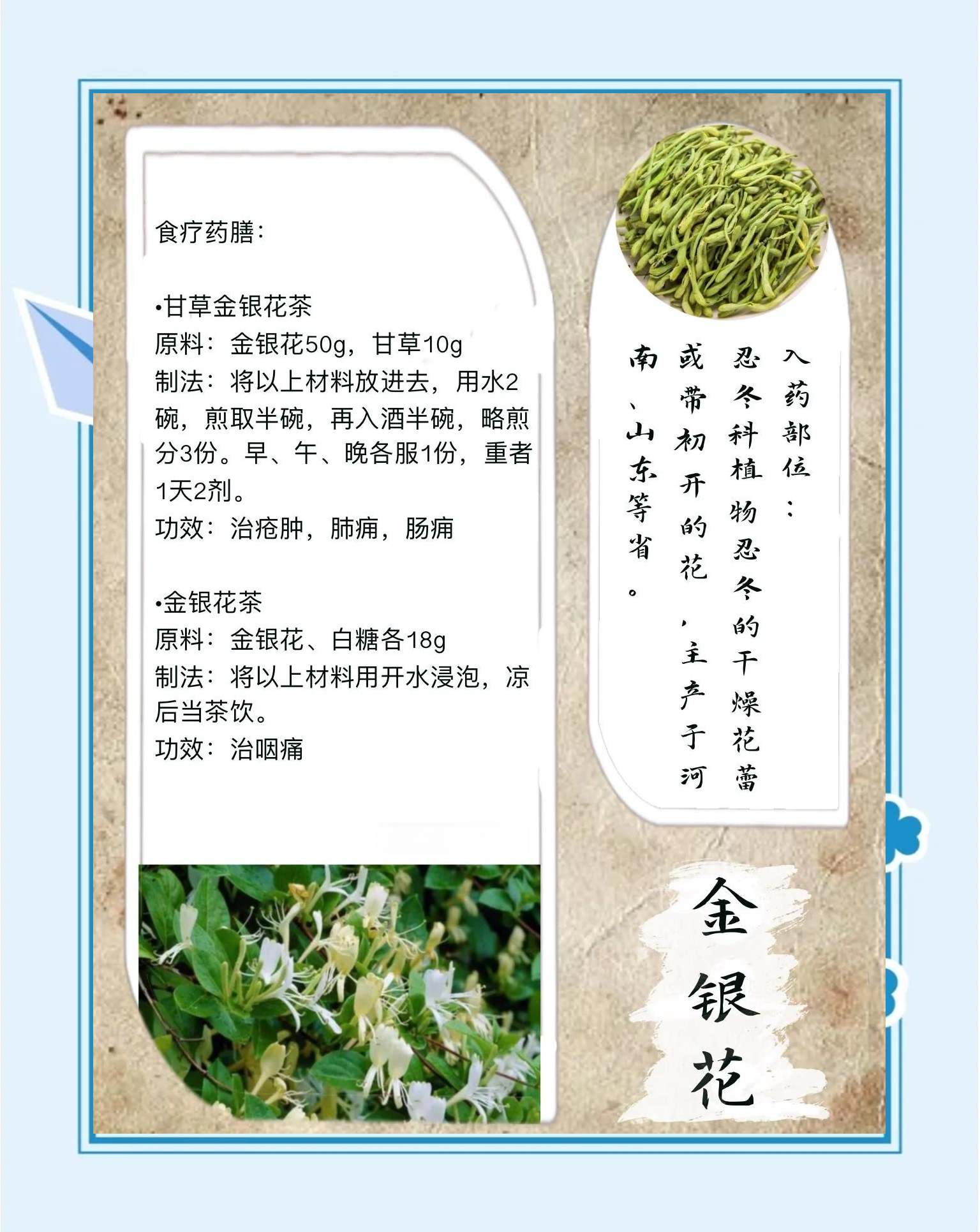金银花的功效与作用中华康网金银花功效与作用主治