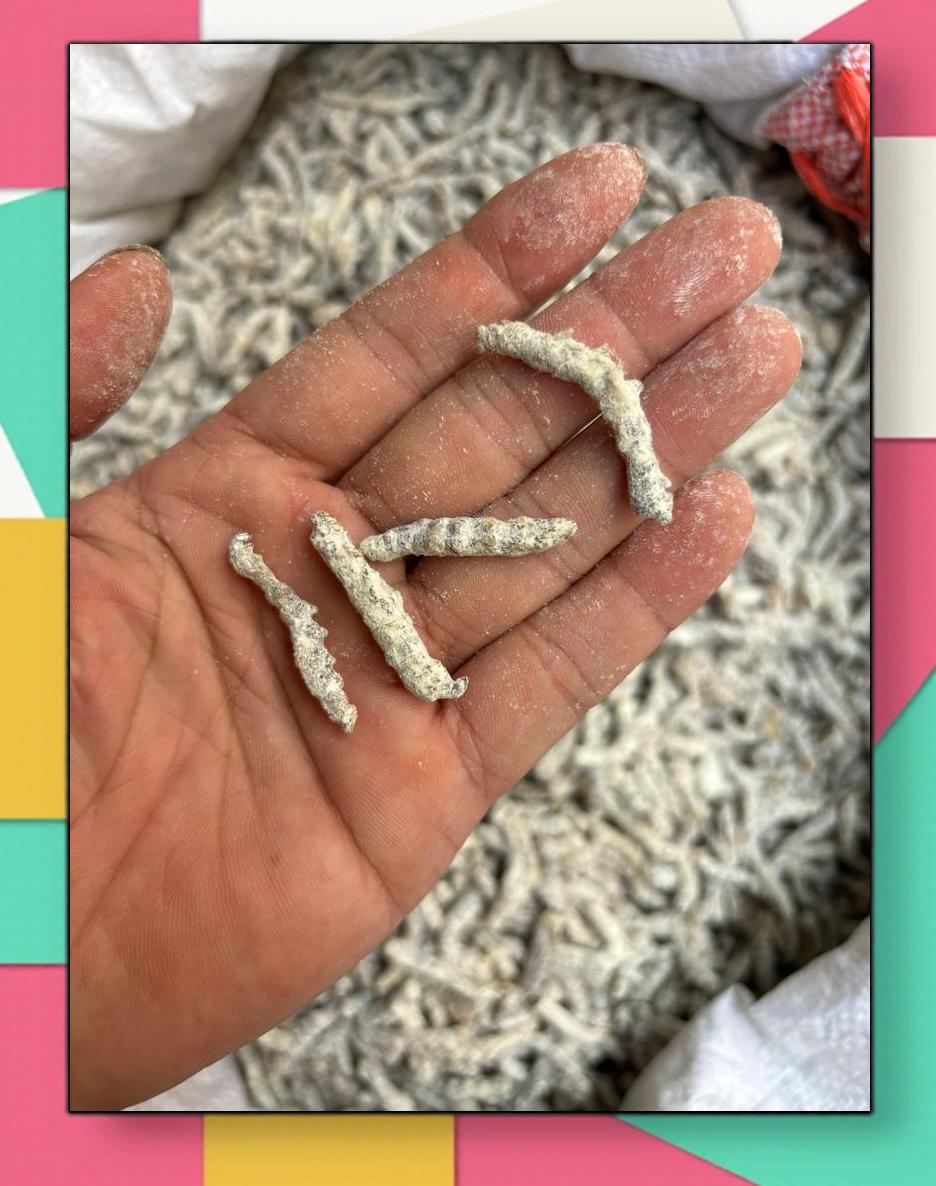 僵蚕的功效与作用僵蚕的功效与作用禁忌与副作用有哪些