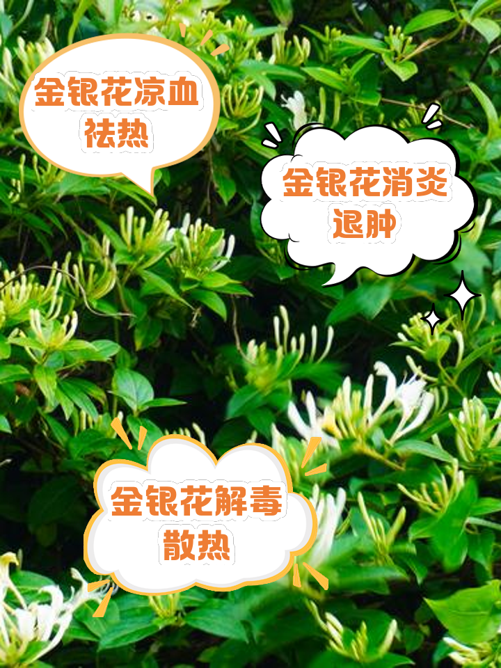 金银花泡水的作用与功效,金银花泡水的作用与功效和副作用