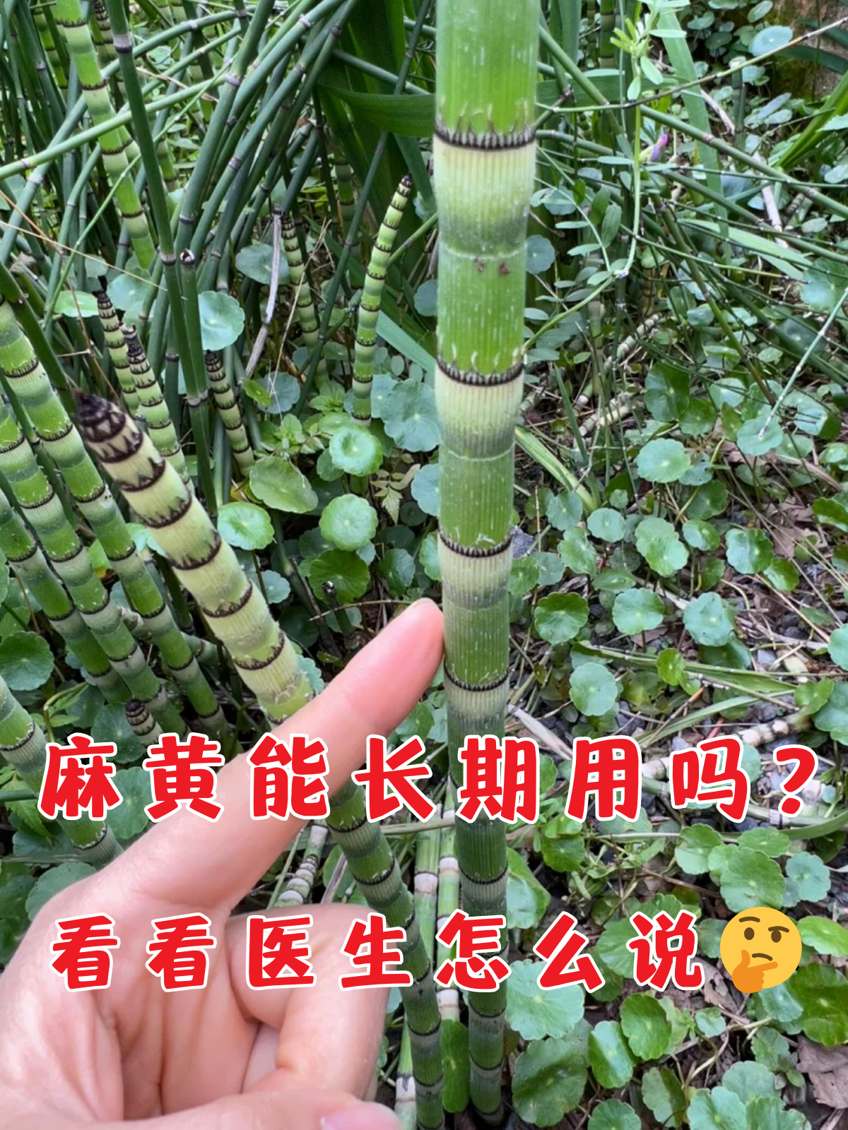 麻黄的功效与作用与主治,麻黄的功效与作用与主治现代药理学研究