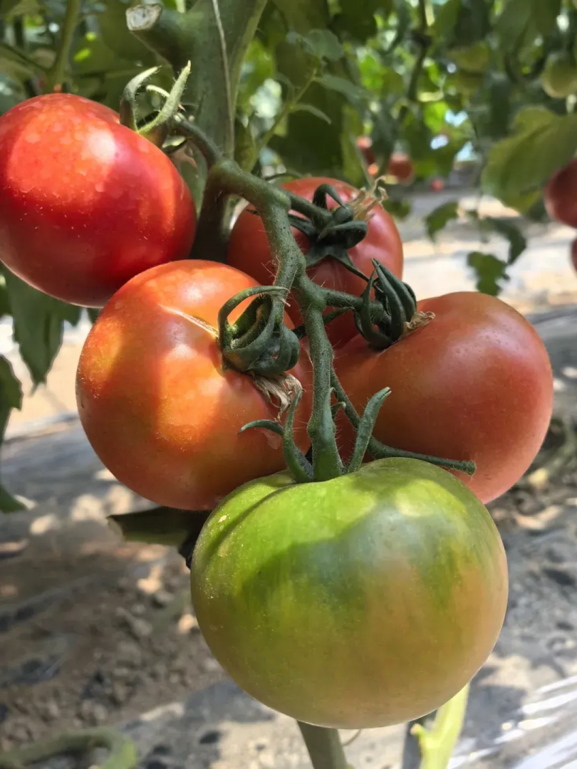 减肥晚上西红柿晚间西红柿减肥