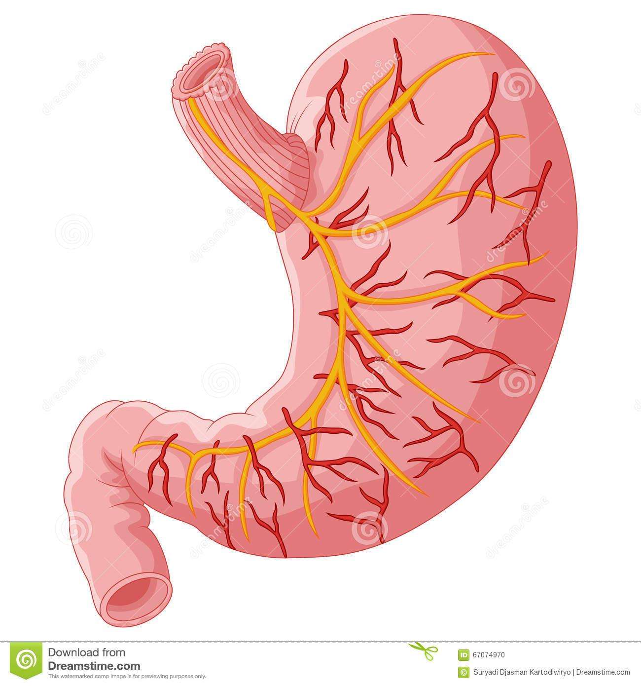 肠胃吸收不好怎么办,消瘦 促进肠胃吸收的药