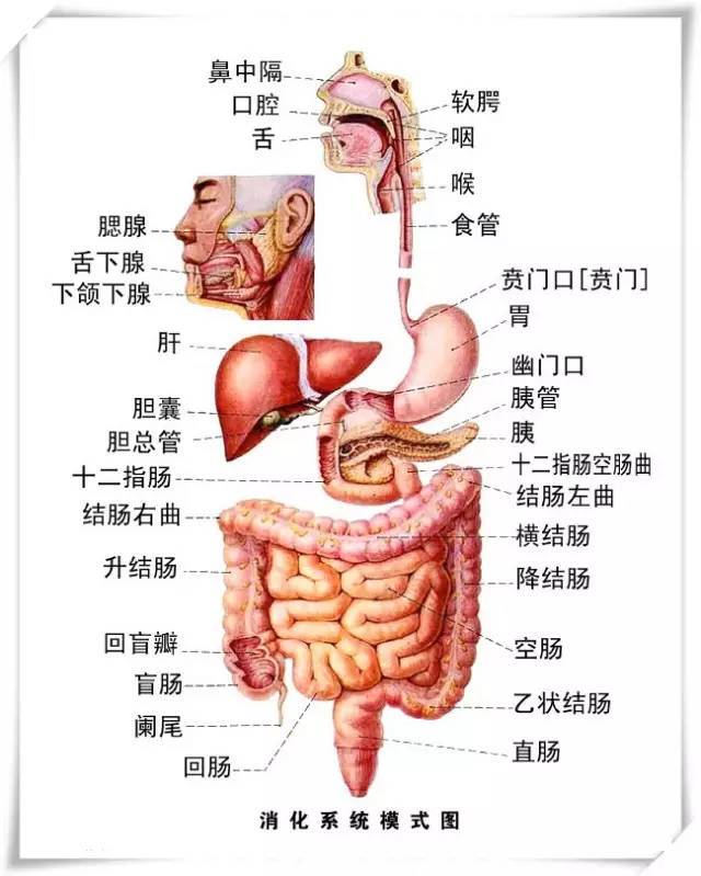 好肠胃,肠胃不好吃什么水果