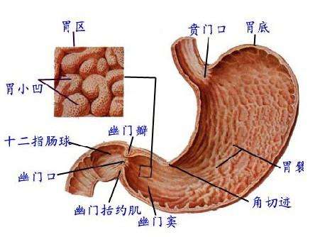 间质瘤是什么性质的瘤胃肠道间质瘤