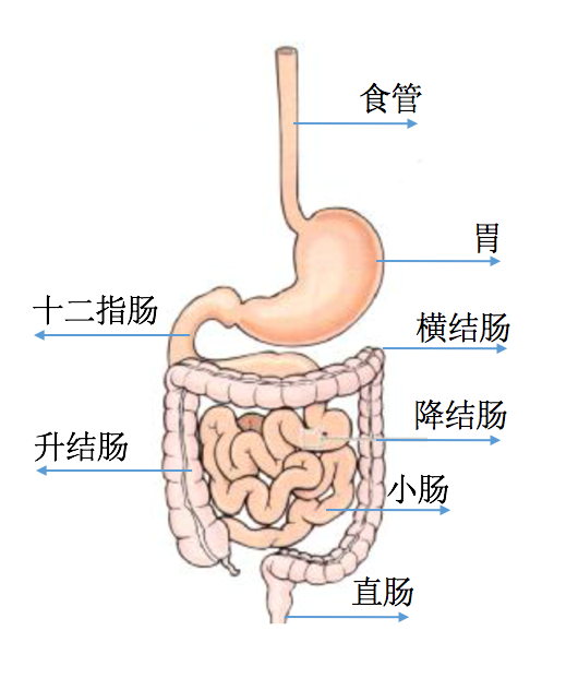 十二指肠息肉,十二指肠息肉要不要紧