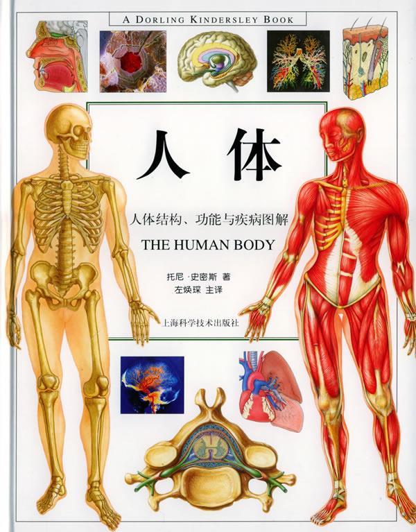 人体构造,人内脏结构图清晰版