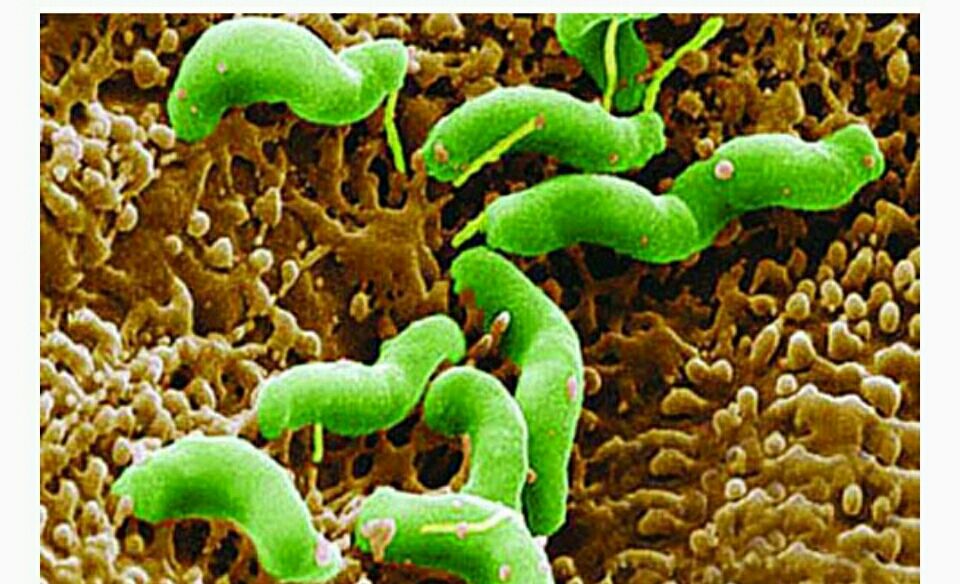 关于幽门螺旋杆菌吃什么药吃多久的信息