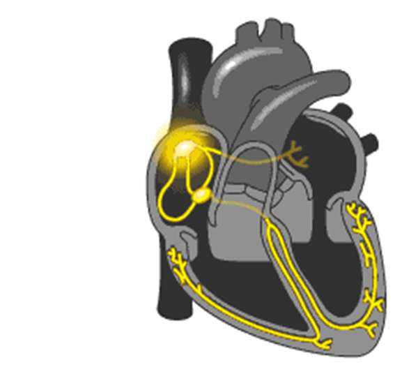 窦房结窦房结能成为心脏正常起搏点的原因是