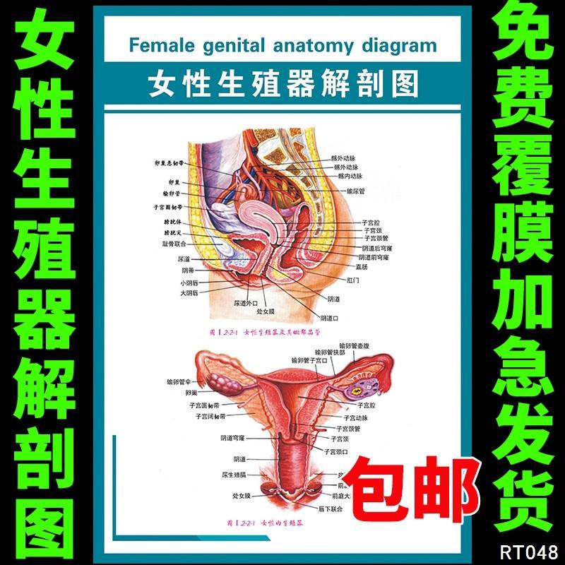 法医检查女尸隐私图片,女性解剖图