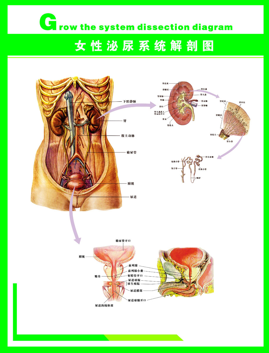 法医检查女尸隐私图片,女性解剖图