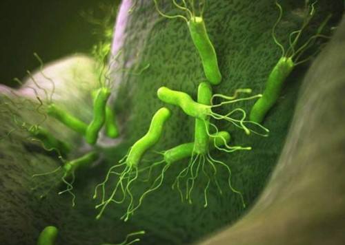 关于幽门螺旋杆菌感染用什么药最好的信息