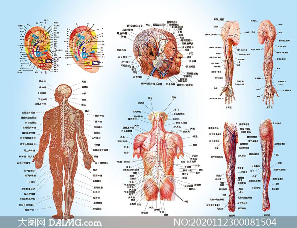 人体图五脏的位置图分布图模型,人体部位图