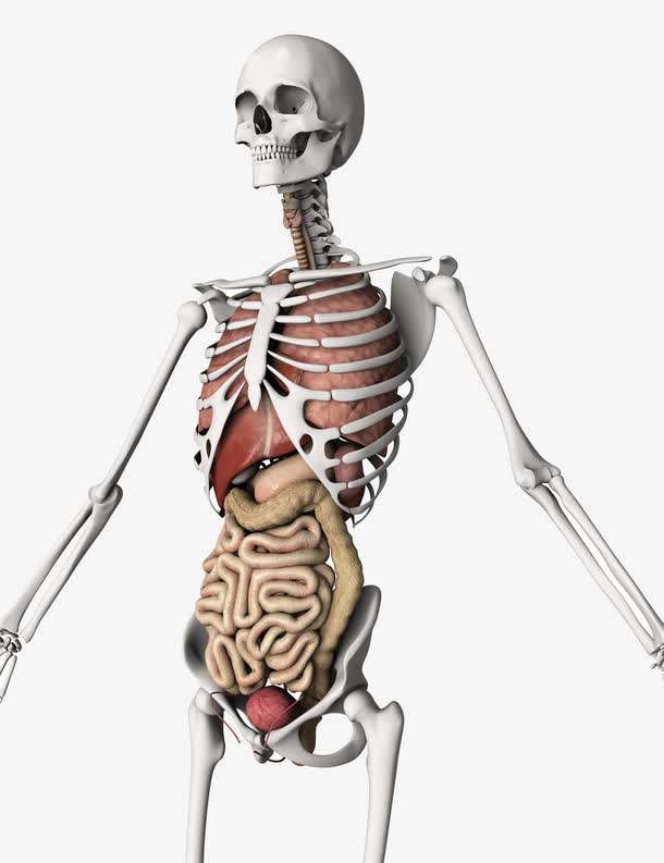 关于人体器官分五脏六腑器官分布图的信息