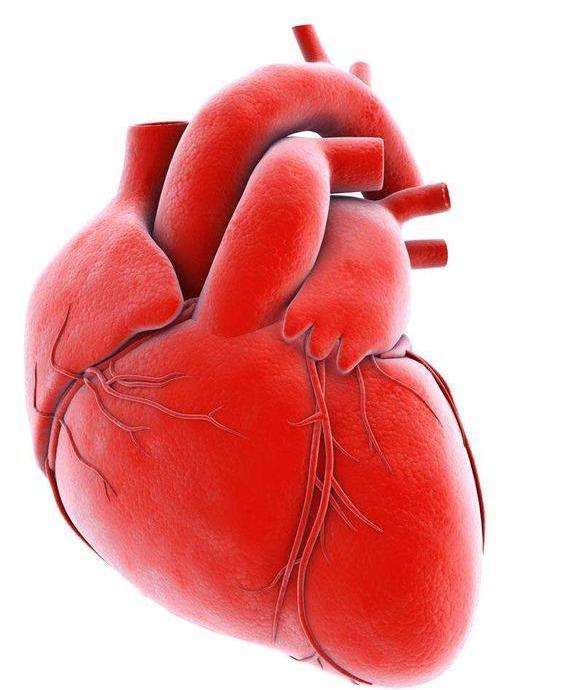 心脏位置心脏正确位置图