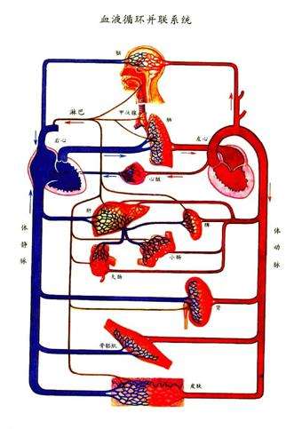 循环系统器官,心血管系统