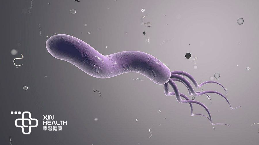 关于幽门螺旋杆菌是怎样感染的的信息